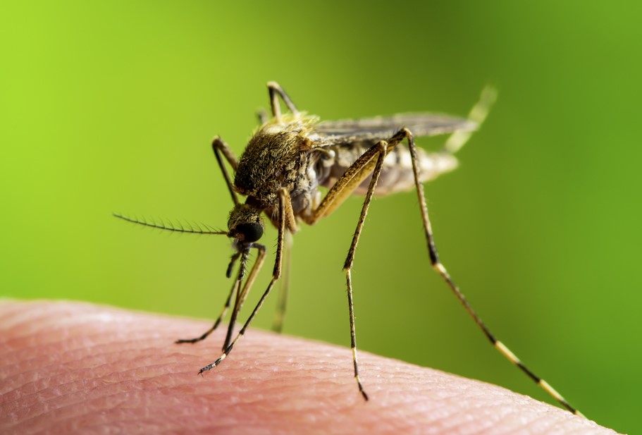 Vector-Borne Diseases